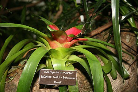 Tập_tin:Neoregelia_compacta.jpg