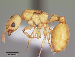 Nesomyrmex wilda