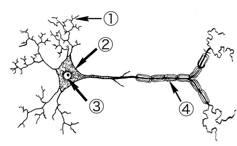 File:Neuron (PSF).png
