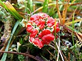 Thumbnail for Cladonia bellidiflora