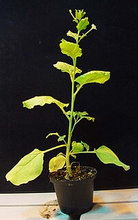 <i>Nicotiana benthamiana</i> Species of flowering plant