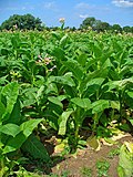 Miniatura para Nicotiana tabacum