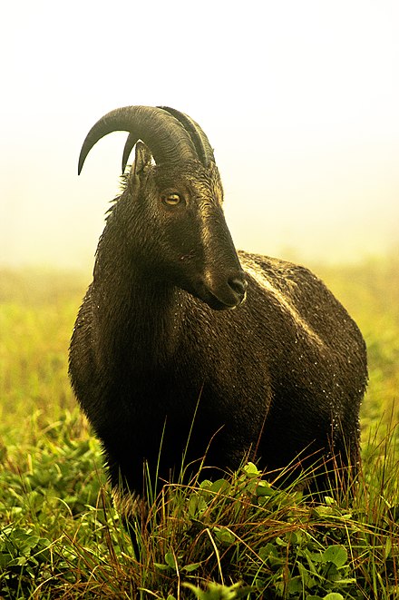 Nilgiri Tahr