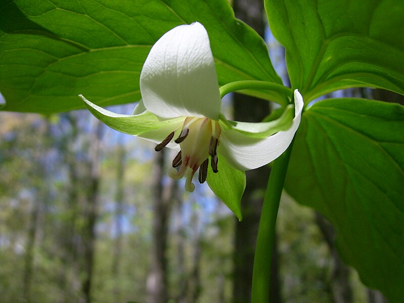 File:Nodding trillium flower -SC woodlot- 3.JPG