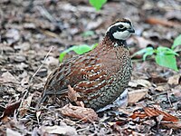 Bobwhite, Northernbr>Colinus virginianus