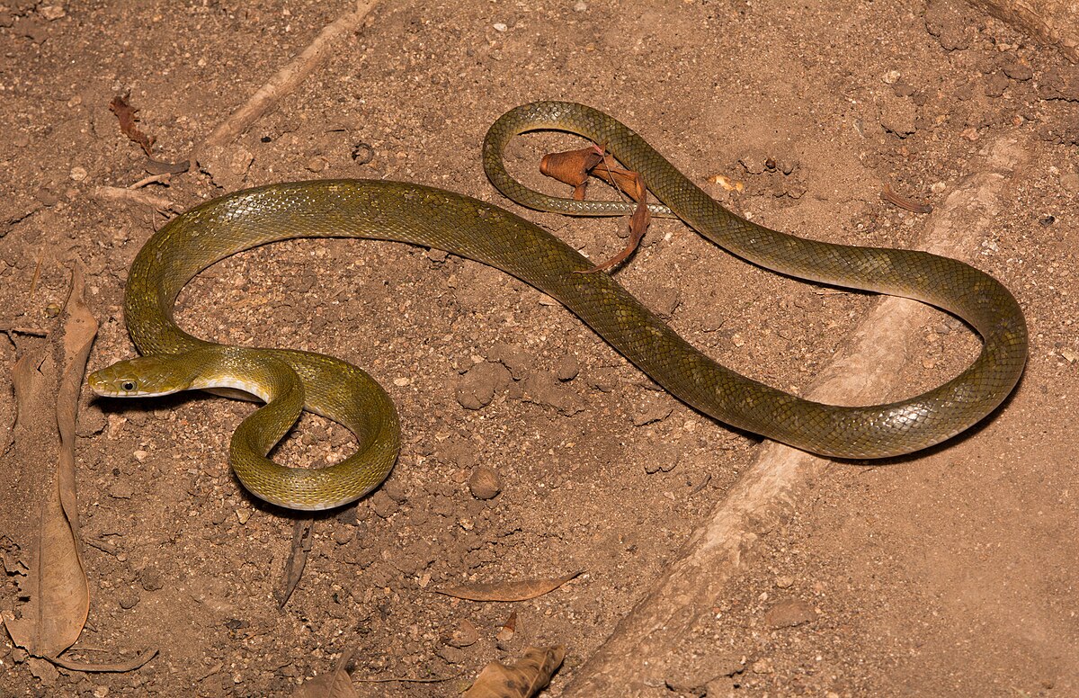 https://upload.wikimedia.org/wikipedia/commons/thumb/5/55/Northern_Green_Ratsnake_%28Senticolis_triaspis_intermedia%29.jpg/1200px-Northern_Green_Ratsnake_%28Senticolis_triaspis_intermedia%29.jpg