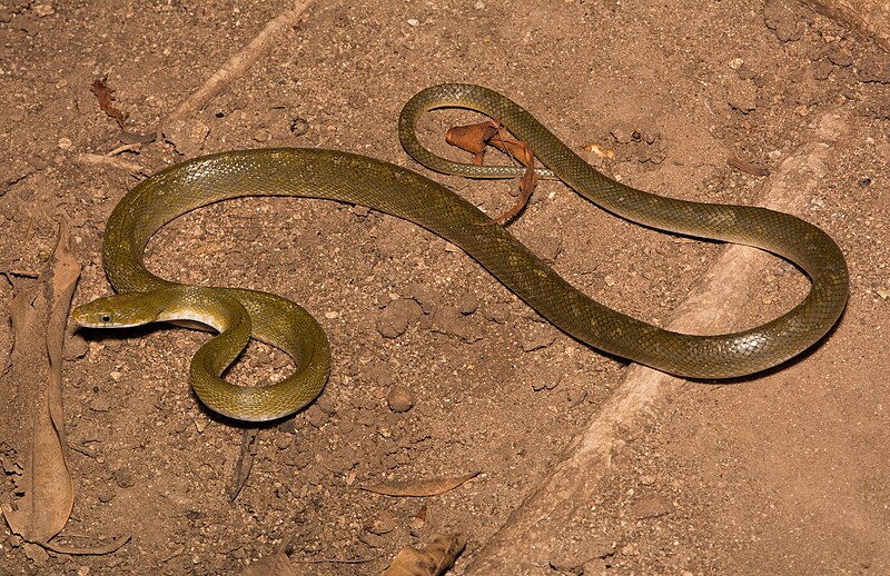 File:Northern Green Ratsnake (Senticolis triaspis intermedia).jpg