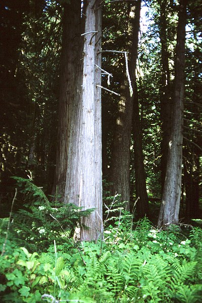 File:Northwest Passage Scenic Byway - Bernard DeVoto Memorial Grove - NARA - 7720723.jpg