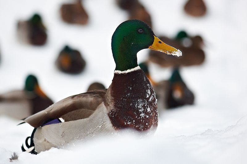 File:Norwegian Duck.jpg