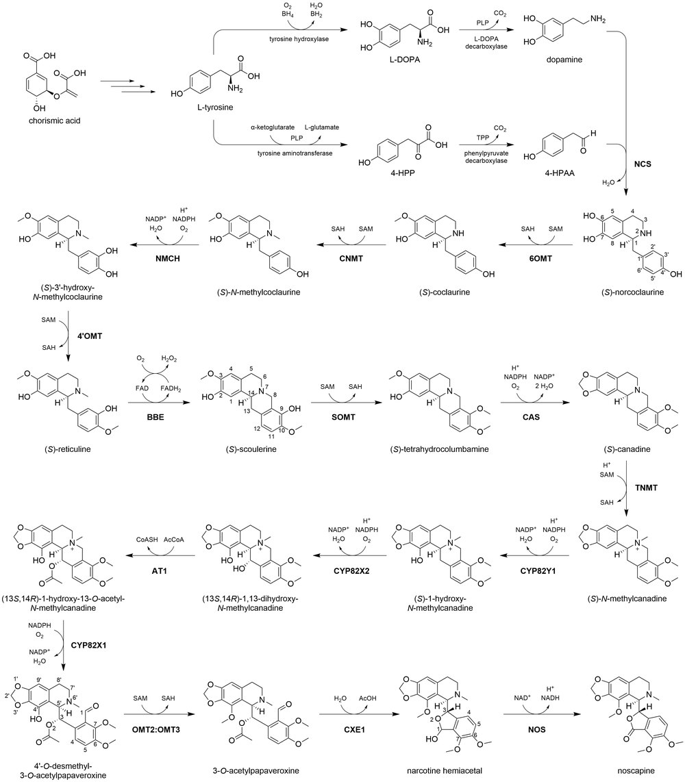 Noscapine Biosynthesis in P. somniferum