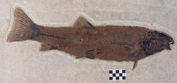 Notogoneus osculus, a 53-centimetre-long (21 in) bottom-dwelling fish from Fossil Lake.