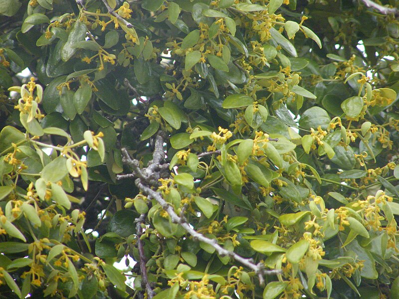 File:Notothixos subaureus established on Dendrophthoe vitellina growing on Corymbia tessellaris, Shorncliffe Pde Shorncliffe DSCF6962.jpg