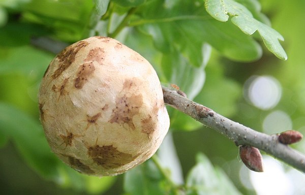 An oak apple on a tree in Worcestershire, England