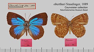 <i>Arhopala alaconia</i> Species of butterfly