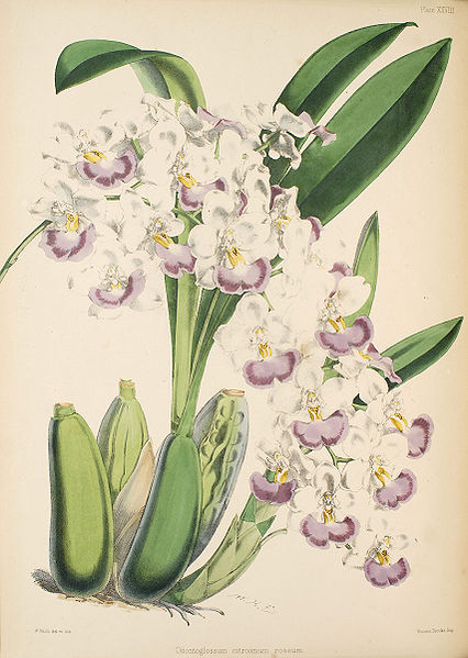 File:Odontoglossum pendulum (Cuitlauzina pendula) (as Od. citrosmum) - Warner, Williams - Select orch. plants 1, pl. 28 (1862-1865).jpg