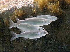 Oedalechilus labeo Sardegna.jpg