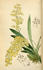 Miniatura para Oncidium cheirophorum