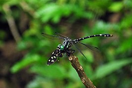 Nychogomphus striatus