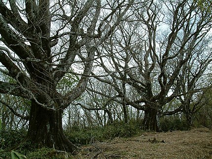 大川村の有名地