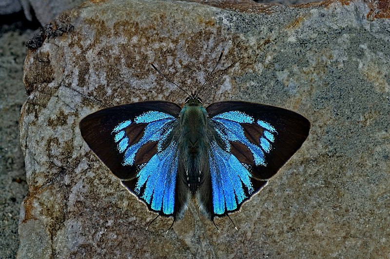 File:Open wing Basking of Ancema ctesia (Hewitson, 1865) – Bi-spot Royal (Male) WLB DSC 9012.jpg