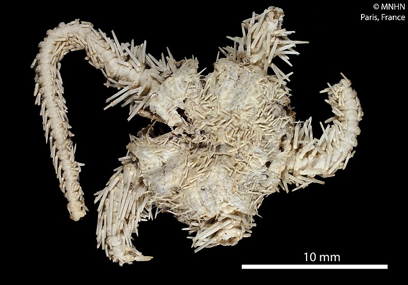 File:Ophiacantha crassidens (MNHN-IE-2013-10227) 02.jpg