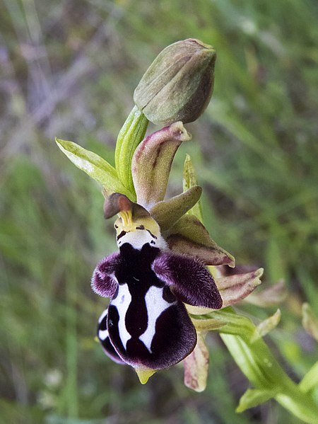 File:Ophrys mammosa.jpg