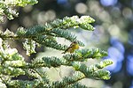Thumbnail for File:Orange-crowned warbler - 51371644545.jpg