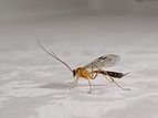 Orange Ichneumonid wasp