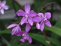 Orchid(Violet) from Kanhangad, Kasargod