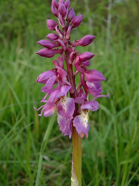 File:Orchis mascula2.jpg