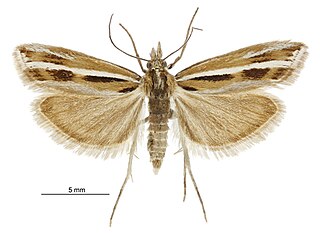 <i>Orocrambus corruptus</i> Species of moth