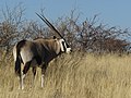 Lycaon: Gemsbok (Oryx gazella) near Groot Okevi, Etosha, Namibia.