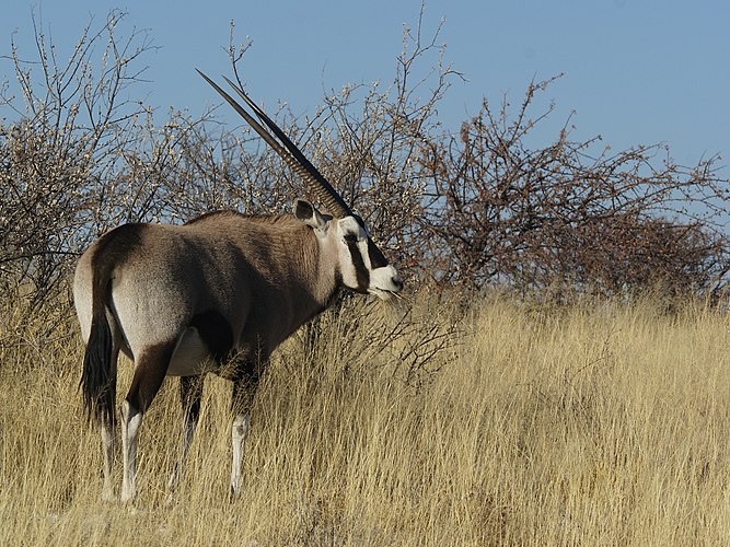 Сернобык (Oryx gazella) в национальном парке Этоша (Намибия)