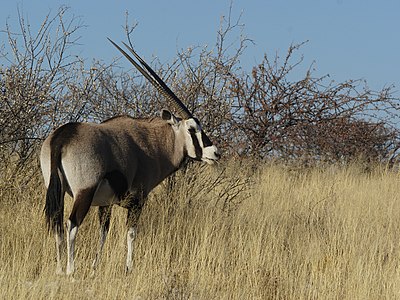 Oryx gazella (Gemsbok)