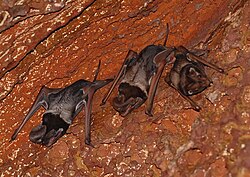 Vom Aussterben bedrohte Wroughton-Fledermaus in der Nähe des Bhimagad Wildlife Sanctuary