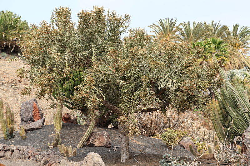 File:Pájara La Lajita - Oasis Park - Euphorbia stenoclada 07 ies.jpg