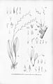 Acianthera muscosa (as syn. Pleurothallis muscosa) plate 84, fig. III in: Alfred Cogniaux: Flora Brasiliensis vol. 3 pt. 4 (1893-1896)