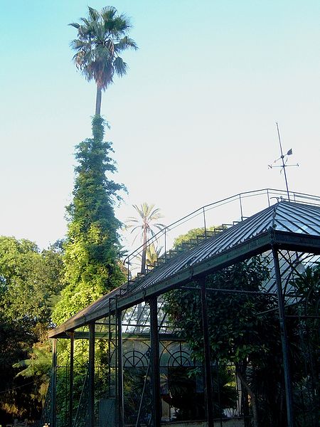 File:Palermo orto botanico.jpg