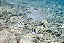 Palometa Trachinotus goodei (4672127960) .jpg