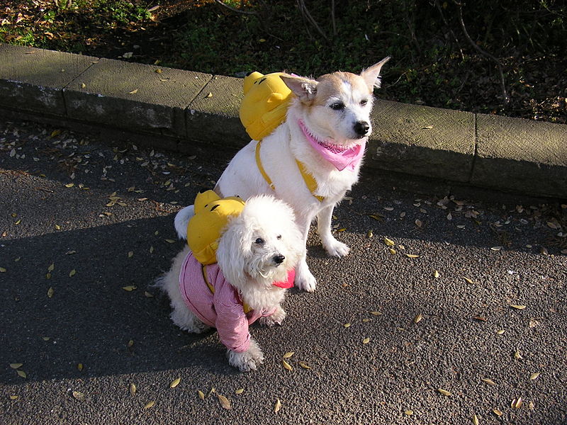 File:Pampered Pooches (1170735517).jpg