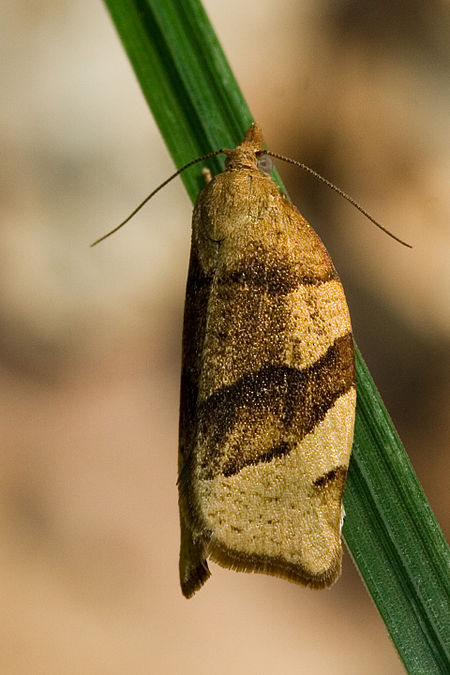 Pandemis cerasana