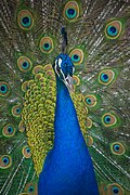 Paon bleu (Pavo Cristatus)