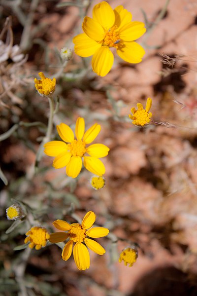 File:Paperflower by Chelise Simmons (8949552381).jpg