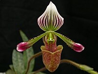 Paphiopedilum fowliei