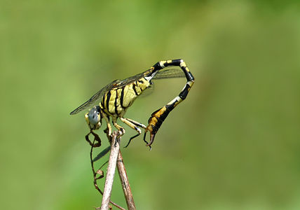 Paragomphus lineatus, male