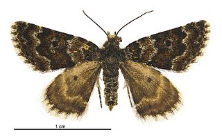 <i>Paranotoreas opipara</i> Species of moth endemic to New Zealand