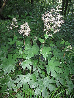 Parasenecio delphiniifolius 1