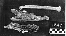 Fossilized partial skull and limb bone of the Eocene-Oligocene camel Paratylopus Paratylopus.jpeg