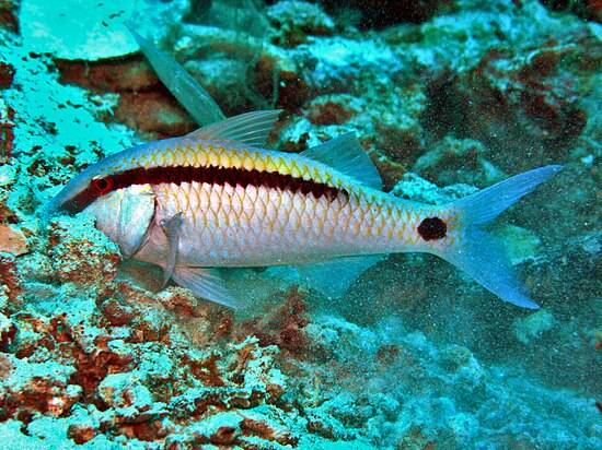 Лучеперые рыбы. Parupeneus forsskali. Parupeneus multifasciatus. Зубатая барабуля. Красноморская зубатая Барабулька.