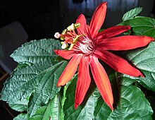 Passiflora vitifolia flower.jpg